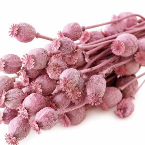 mohnkapseln getrocknet – rosa